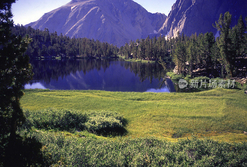 明亮的绿色高山草甸和反射在Sierra Nevada山脉西部的大松树加利福尼亚